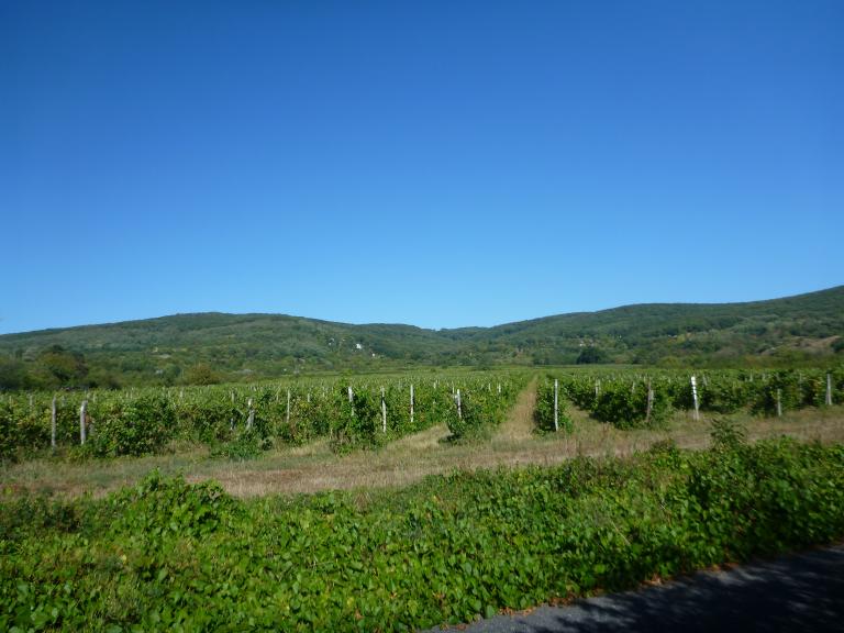 Récse határában a szőlőültetvények