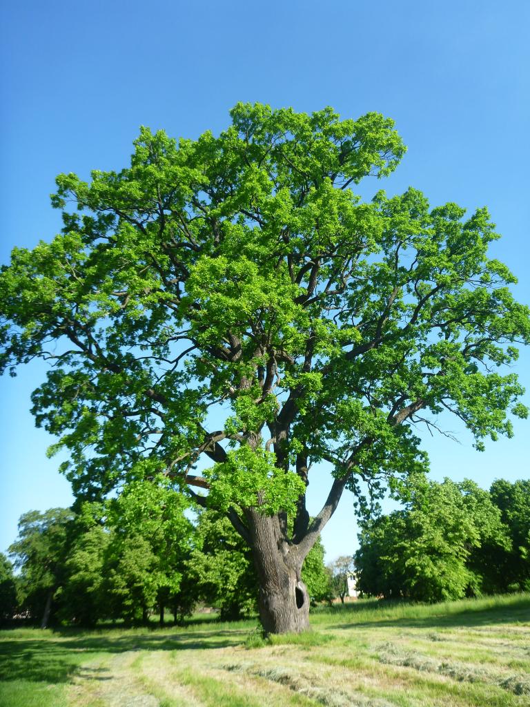 Egy régi fa
