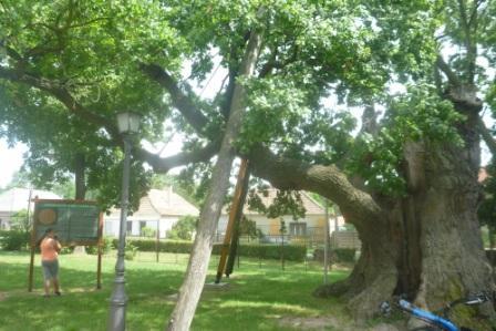 A kegykápolna udvarában álló, nagyon öreg Árpád-fa